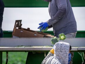 Food Processing and Packing Jobs in Italy: Higher-Paying Positions in Italian Factories