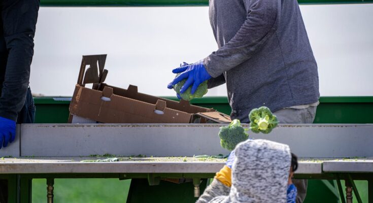 Food Processing and Packing Jobs in Italy: Higher-Paying Positions in Italian Factories