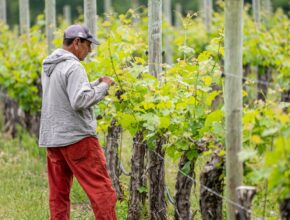 Seasonal Farm Work in Italy: Visa Options and Highest Paying Regions