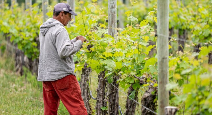 Seasonal Farm Work in Italy: Visa Options and Highest Paying Regions